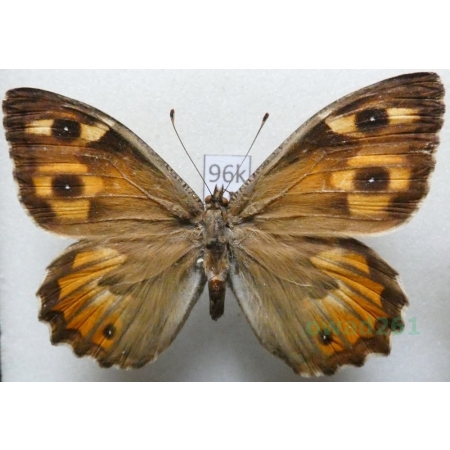 Hipparchia semele (Linnaeus, 1758) female Skalnik semele Italy96k